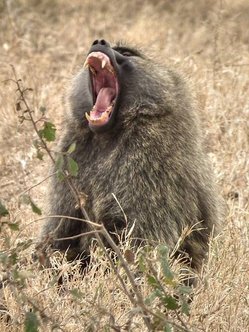 Olive_Baboon_Papio_anubis_in_Tanzania_3066_Nevit.jpg