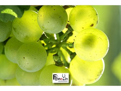 PhotoCap_Leflaive chardonnay