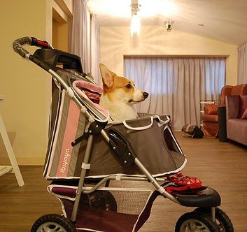 狗車1