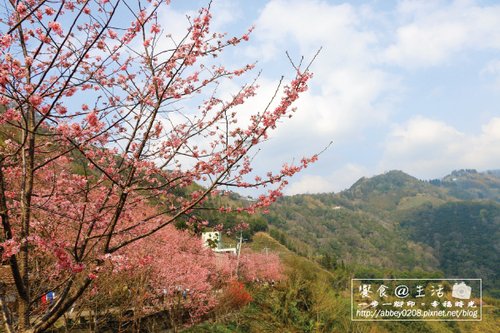 1.中巴陵櫻木花道-600.jpg