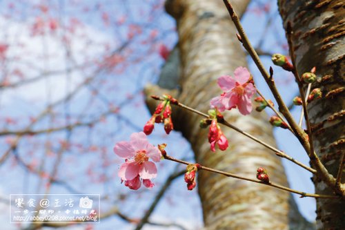 4.中巴陵櫻木花道-600.jpg