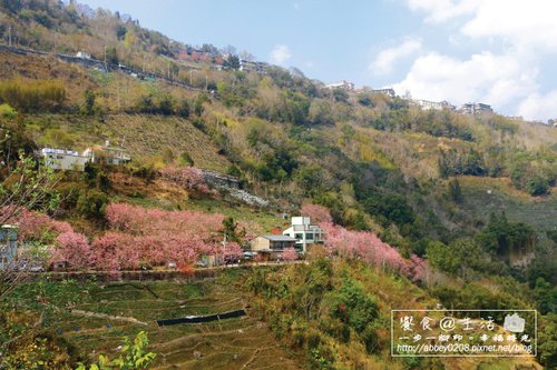 13.中巴陵櫻木花道-600.jpg