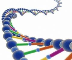 垃圾DNA
