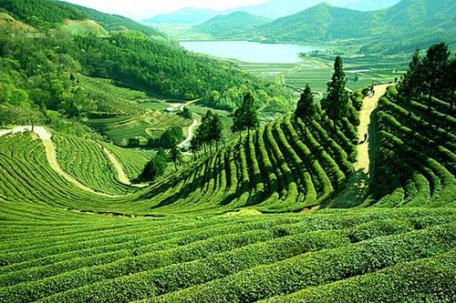 Assam-tea-garden