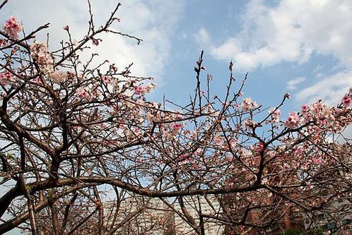 1月24 東湖樂活公園.jpg