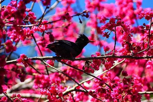 1月14 霧台櫻花.jpg