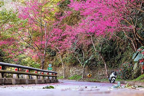 1月14 霧台櫻花2.jpg