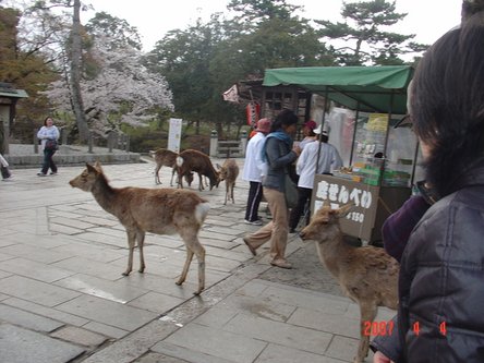 4-4奈良公園及東大寺 -(1).JPG