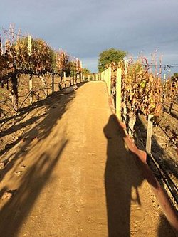 House Family Vineyard (2).jpg