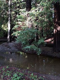 Redwood Grove (5).jpg