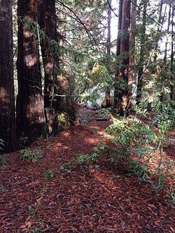 Redwood Grove (7).jpg