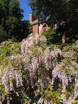 April at Filoli (36).jpg