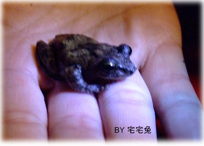 可愛的小樹蛙2拷貝.jpg