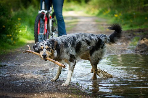 dog_with_stick_500x333-1