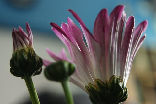 花痴病 012.JPG