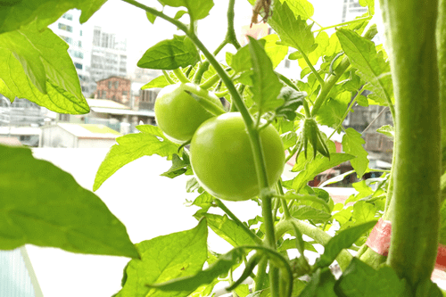 Tomato_191123_09F-1-2.png