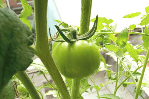 Tomato_191123_10F-1-1.png