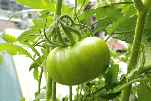 Tomato_191123_13F-1-2g.png