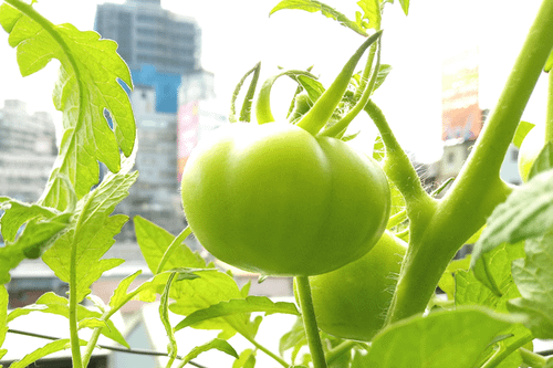 Tomato_191123_14F-2-2g.png