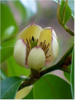 「Magnolia figo var. skinneriana ined.」的圖片搜尋結果