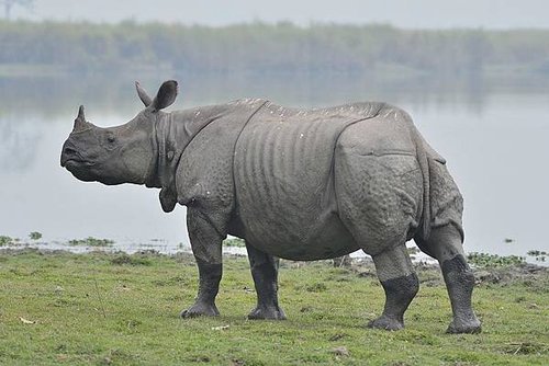 1200px-One_horn_Rhino_in_Kaziranga_national_park.jpg