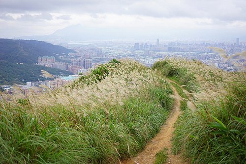 最佳賞芒路線-［新北樹林］三角埔頂山-芒花季
