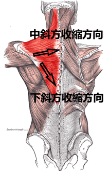 380px-Trapezius_Gray409