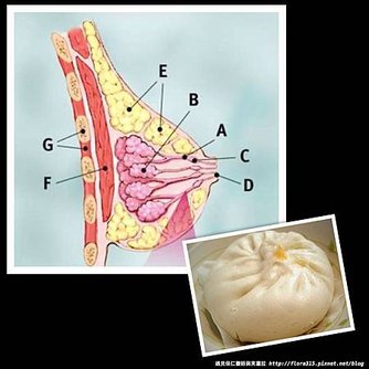 胸部包子圖
