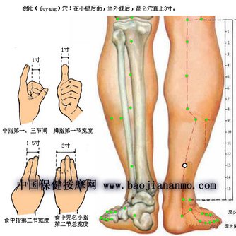 跗陽穴.jpg