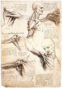 Anatomical-studies-of-the-shoulder