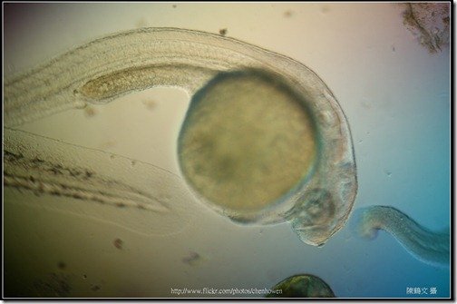 Zebrafish Embryo in pH4 media at 72 hpf _01