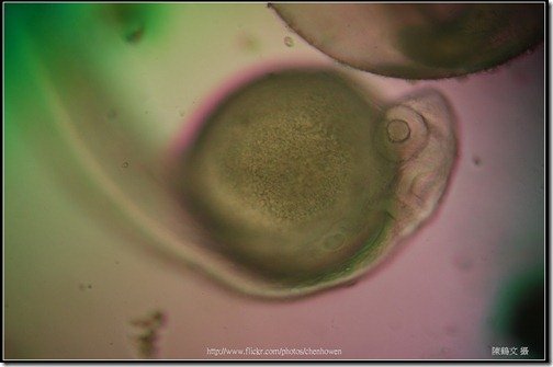 Zebrafish Embryo in pH4 media at 60 hpf _02