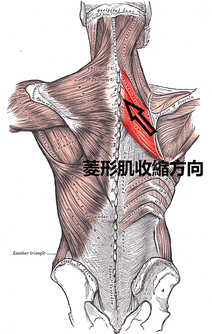 Rhomboidei