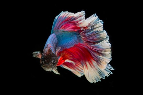 fighting-fish-2009968_960_720.jpg