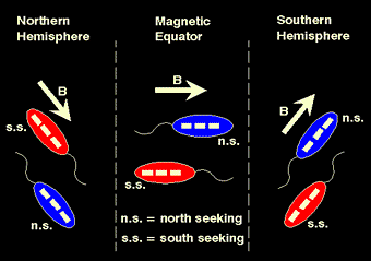 bacteria_earth (1).gif