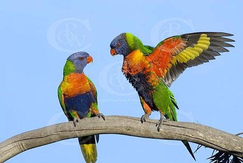 OWB0034%20RainBow%20Lorikeets%20Fighting%20_DSC0060