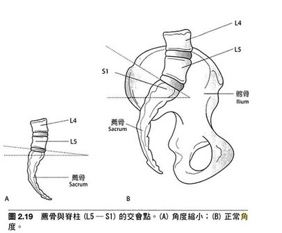 骨盆角.jpg