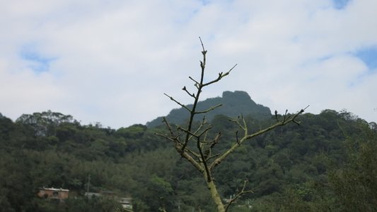 櫻花與平溪二尖的對話~