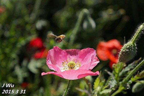 front yard poppy (19).JPG