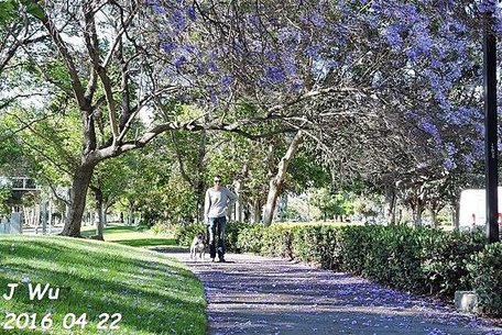 Jacaranda Tree 04272016 (30).JPG