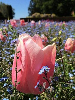 April at Filoli (34).jpg