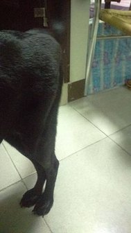 【狗狗犬髖關節發育不全症】Uni開刀日記