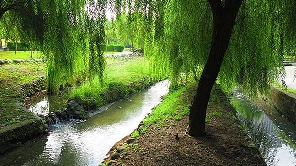 竹北東平里土牛溝/竹北蕃仔寮土牛溝/250年老榕樹土地公福昌