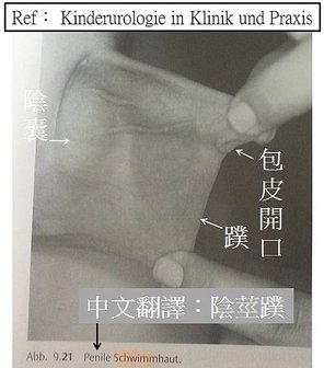引用-蹼.jpg