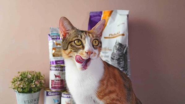 【2024寵物糧推薦】品果國際。低敏配方寵物飼料開箱 適口性