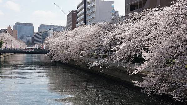 2023 | 東京賞櫻 DAY 1