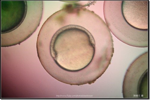 Zebrafish Embryo in pH4 media at 10.5 hpf _03