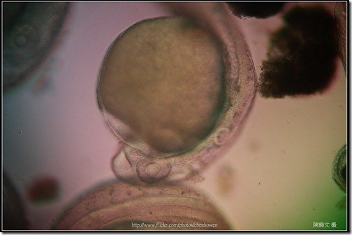 Zebrafish Embryo in pH4 media at 60 hpf _03