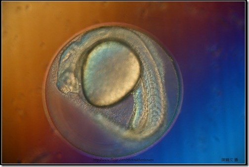 Zebrafish Embryo in pH4 media at 27 hpf_3-5