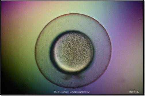 Zebrafish Embryo in pH4 media at 9.5 hpf _02